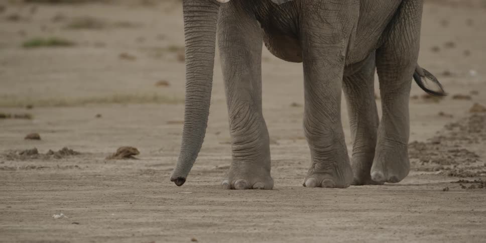 An elephant walks