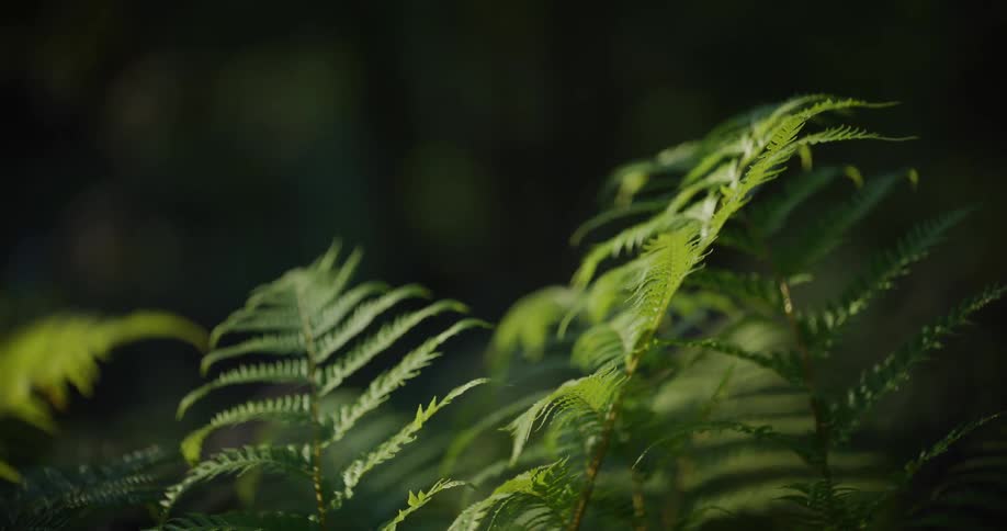 Sunlight illuminates vibrant green fern leaves as they gently sway in the breeze against a dark forest background