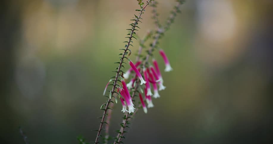 A beautiful close-up of delicate pink and white bell-shaped Fuchsia Heath flowers on a stem with a soft bokeh background