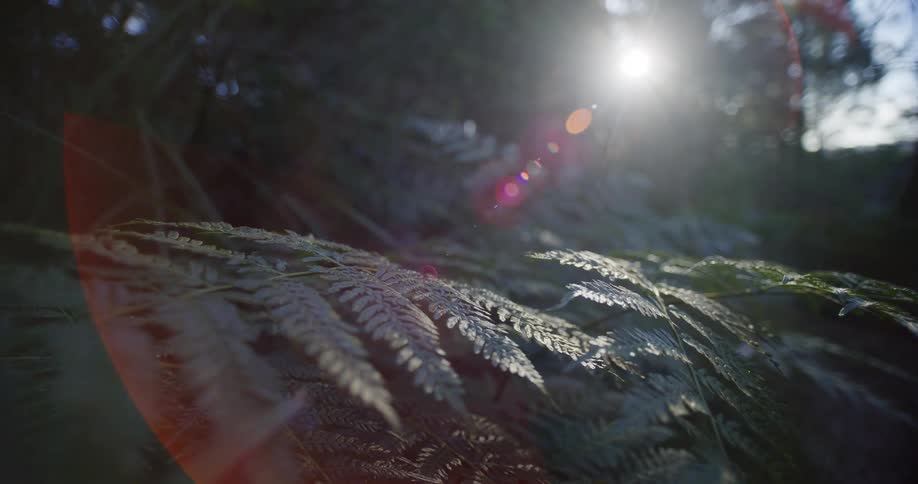 A close-up of a fern frond backlit by the sun, creating a cinematic lens flare in a lush forest