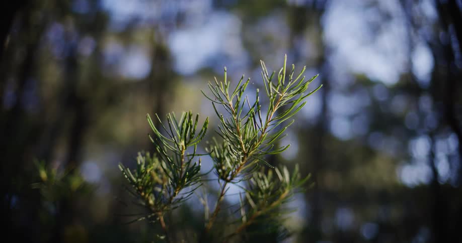A close-up of a green pine branch with long needles basking in the sunlight within a tranquil forest setting