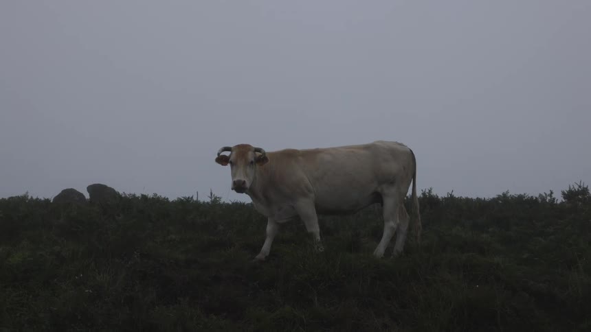A lone, light-colored cow stands on a dark green hillside, looking toward the camera on a very foggy day