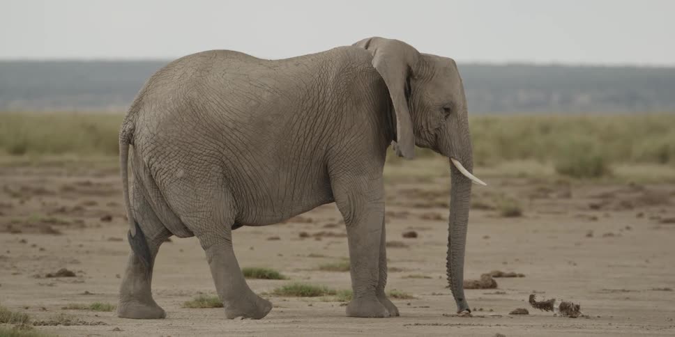 Elephant standing on the savanna