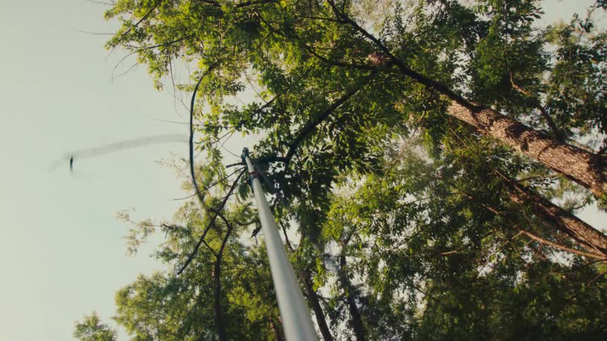 Low-angle perspective of a pole saw cutting a high tree branch in a lush green forest