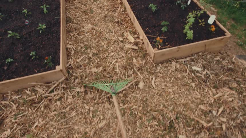 A first-person perspective of raking wood chips along a path between two raised garden beds planted with seedlings