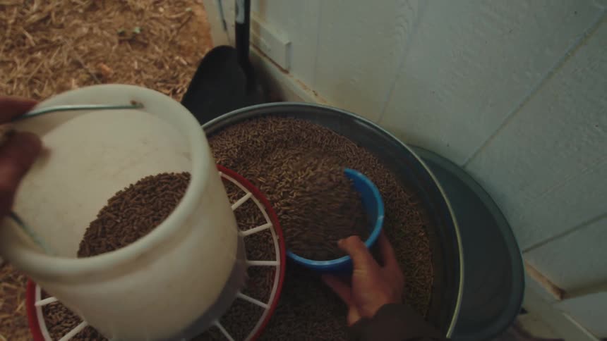 From a first-person view, a farmer fills a chicken feeder with grain pellets from a metal storage can