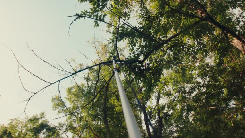 A low-angle point of view shot captures a pole saw cutting a dead branch off a tree, which then falls towards the ground