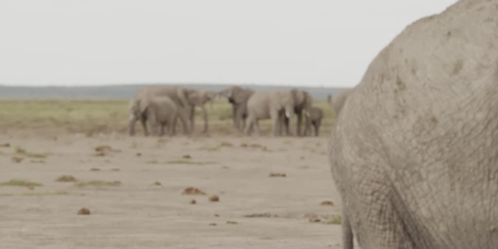 Elephants stand and walk in the field