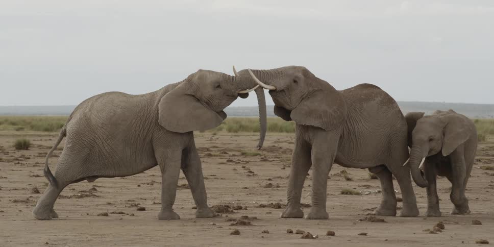 Elephants lock tusks in the savanna