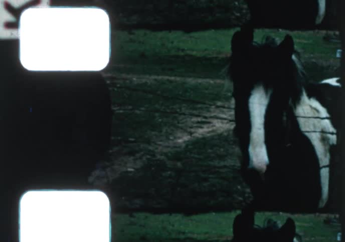 Charming 1960s archival footage shows a young boy gently petting a beautiful black and white horse through a fence on a farm