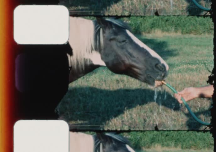 Vintage footage shows an elderly man giving a thirsty black and white horse a refreshing drink from a garden hose