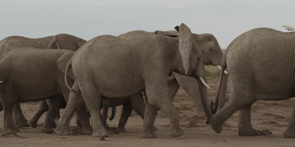 Several elephants walk along the desert plain