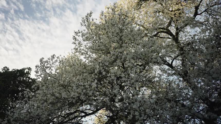 A beautiful white magnolia tree in full bloom with its branches gently swaying in the wind against a cloudy sky