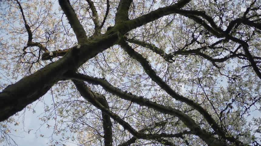 Looking up at a majestic tree in full bloom as its white petals gracefully rain down