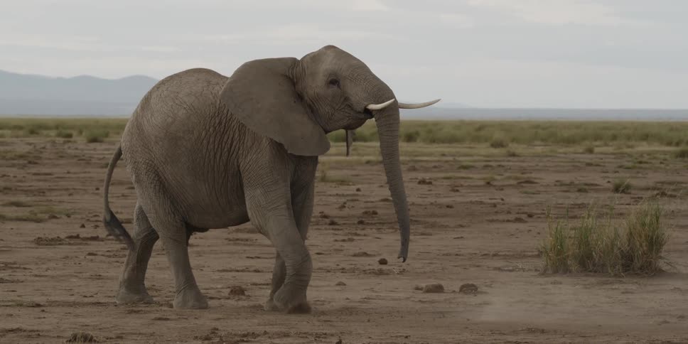 Elephant kicking up dust in a field