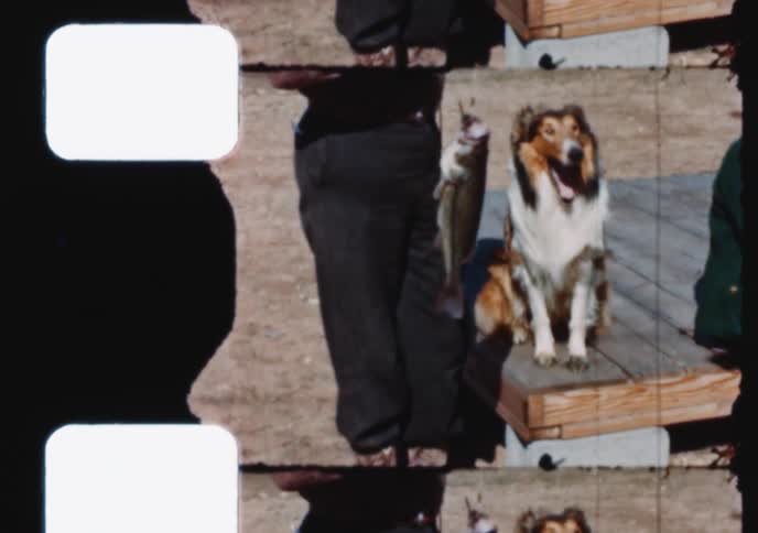 A vintage home movie shows a family admiring their freshly caught fish with their pet collie dog