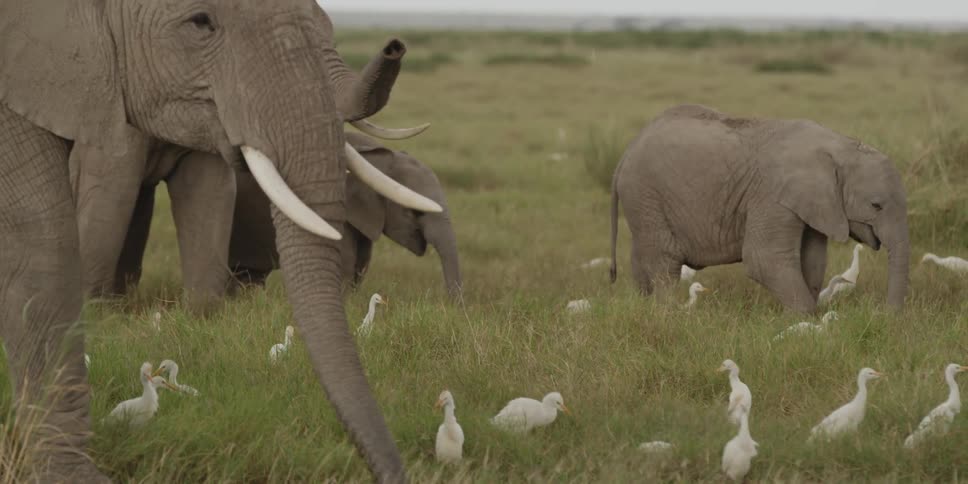 Elephants and white birds standing in a grassy field
