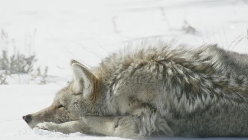 A peaceful coyote naps in a sunlit, snowy landscape during winter