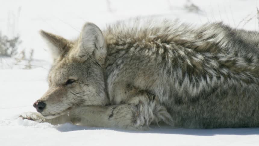 A tired coyote lies down in the snow and slowly closes its eyes to fall asleep in the bright sunlight