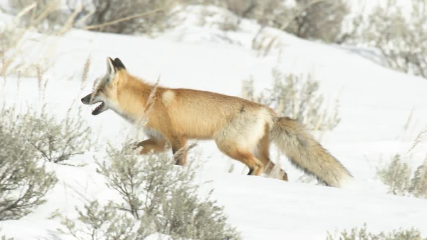 A beautiful red fox cautiously walks through a snowy landscape in slow motion on a bright winter day