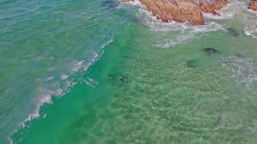 High-angle slow-motion aerial shot of a pod of dolphins playfully surfing a wave in the clear turquoise ocean near a rocky shoreline