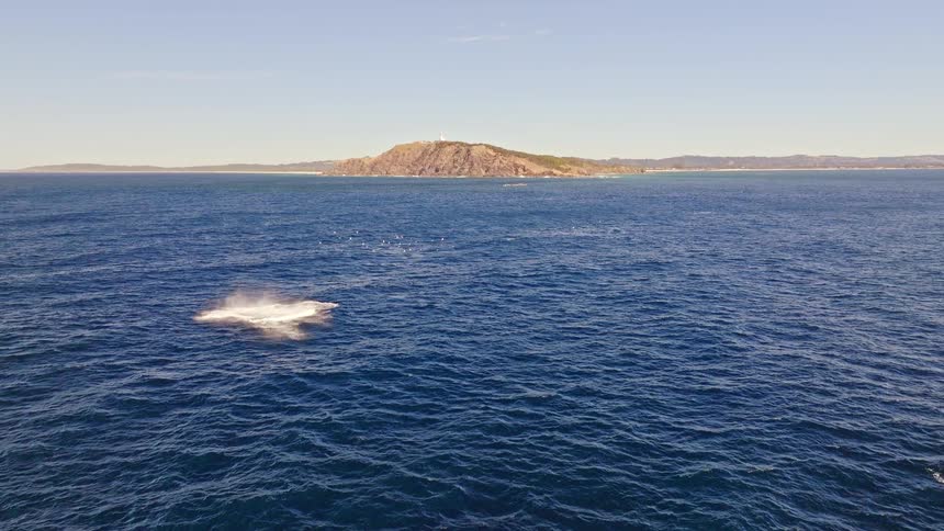 Aerial footage captures a spectacular humpback whale breaching and then feeding alongside another whale, with a flock of seagulls circling above and an island in the distance