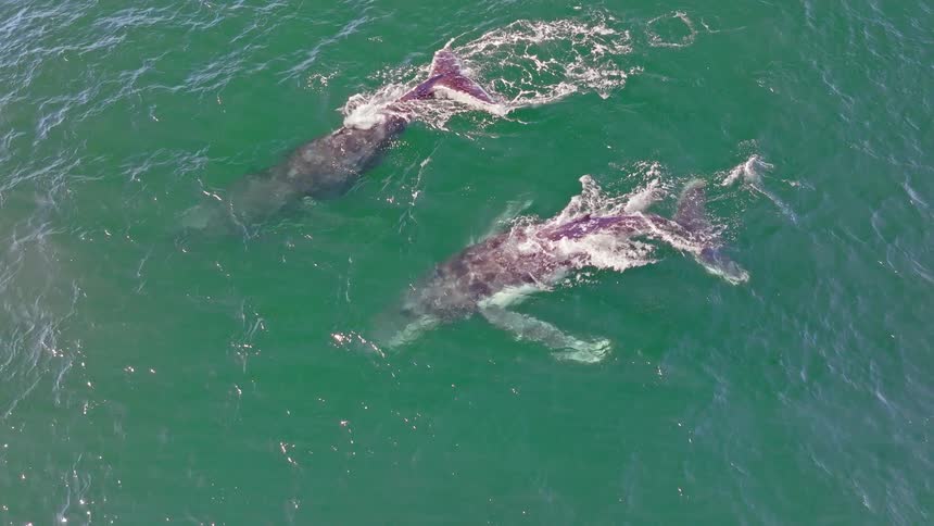 Stunning aerial view of two Humpback whales spouting water as they swim together before diving into the deep green ocean