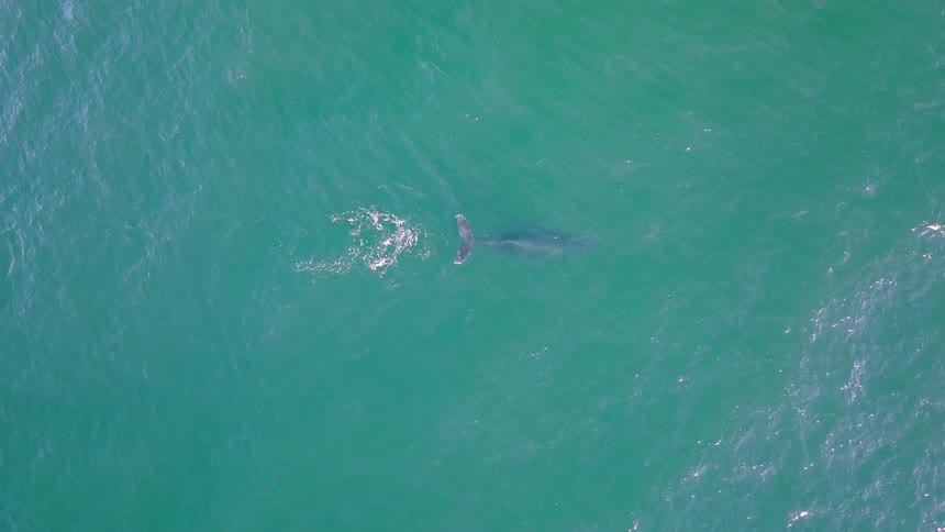 Aerial top-down shot of a large whale surfacing to breathe in the green ocean before slowly diving back down into the depths