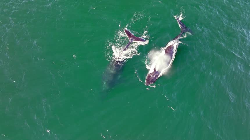 Aerial top-down view of two majestic Humpback whales swimming together in the ocean, one spouting water which creates a beautiful rainbow in the mist