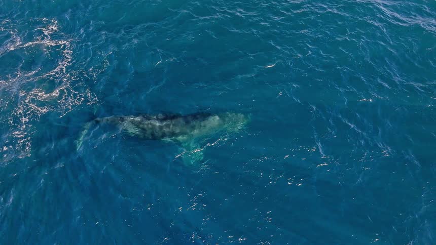 An incredible slow-motion aerial shot captures a humpback whale spouting a rainbow before slapping its fin on the deep blue ocean surface