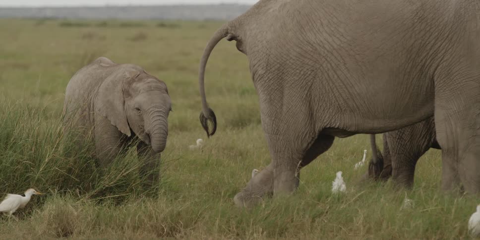 Elephants grazing in a grassy field