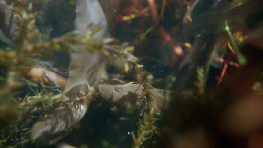 A close-up underwater shot captures a school of tadpoles swimming amongst dense aquatic plants in a pond