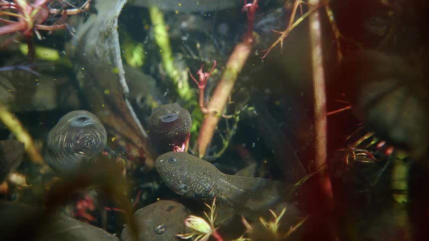 A macro shot shows a swarm of tadpoles swimming among aquatic plants in a murky pond