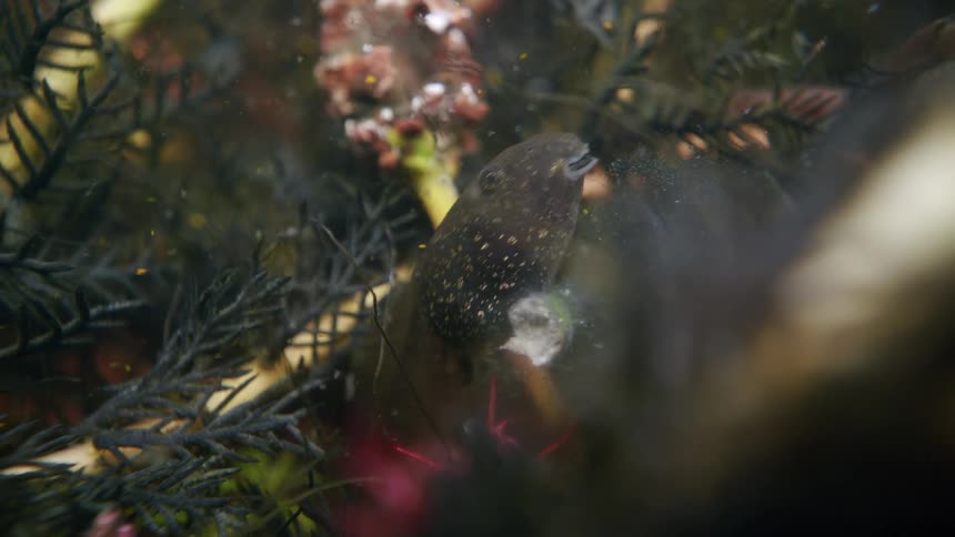 A macro close-up captures a speckled tadpole breathing underwater amongst aquatic plants and floating debris