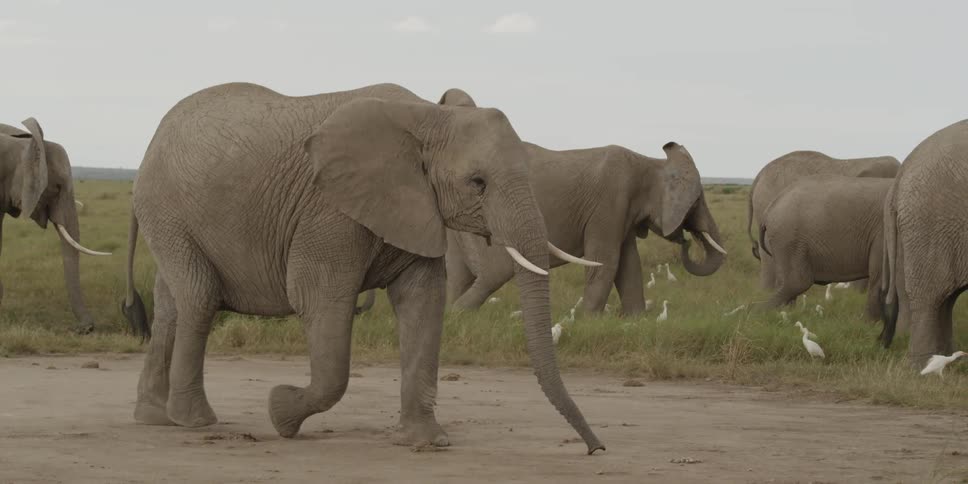 Elephants walking in a field