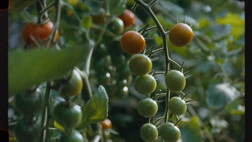 Vintage film shot shows a close-up of cherry tomatoes ripening on the vine in a lush garden