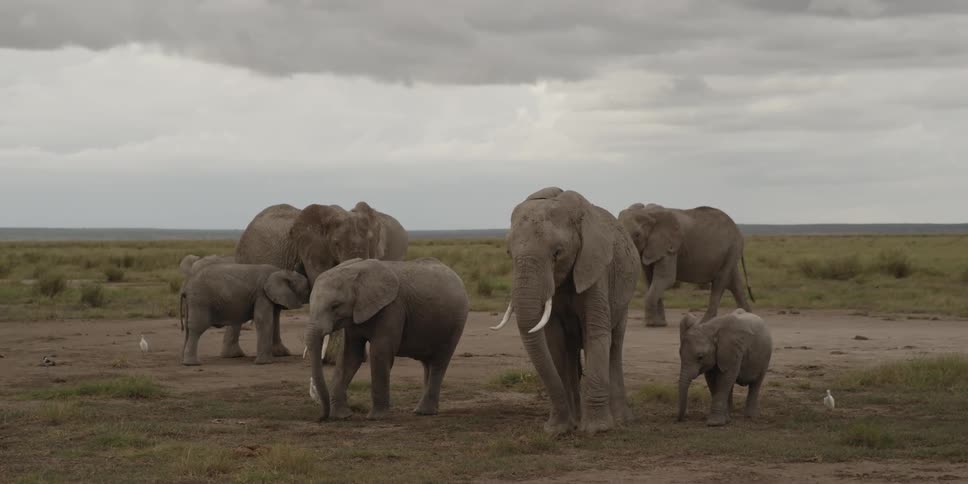Elephants standing in a field