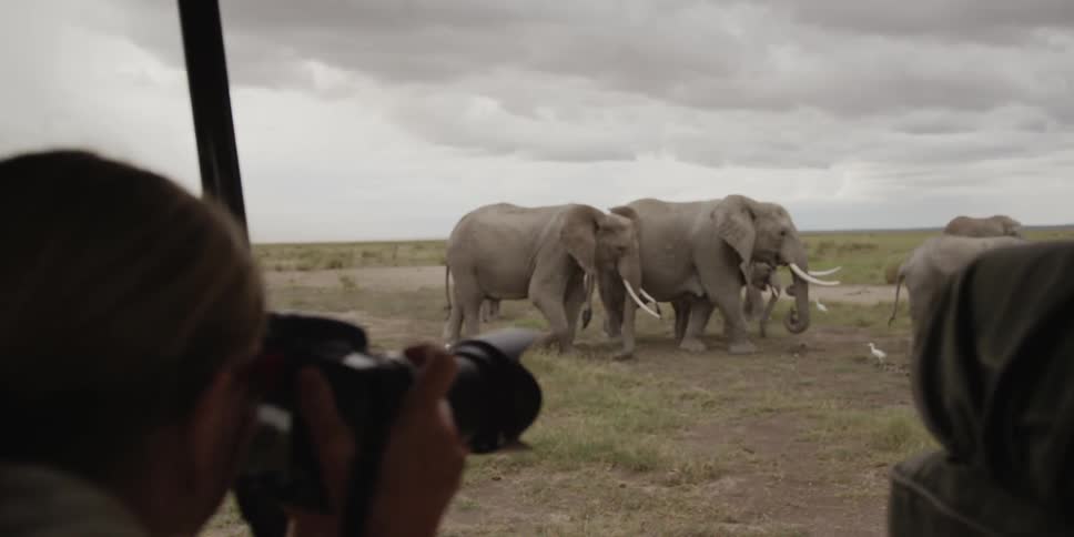 People on safari watch elephants walk