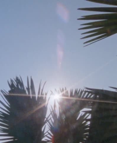 The bright sun flares as it peeks through the silhouetted fronds of a tropical palm tree