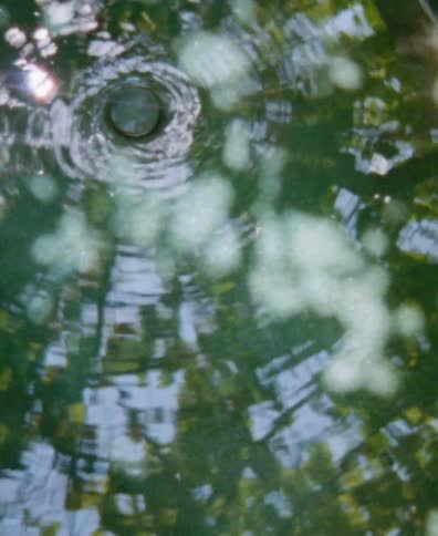 A mesmerizing top-down view of water swirling around a drain, distorting the reflection of green trees