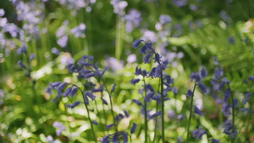 A serene close-up of delicate bluebell flowers gently swaying in a sunlit woodland