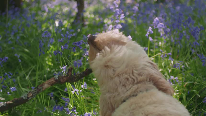 Over the shoulder view of a fluffy golden dog chewing on a stick while sitting in a field of bluebell flowers