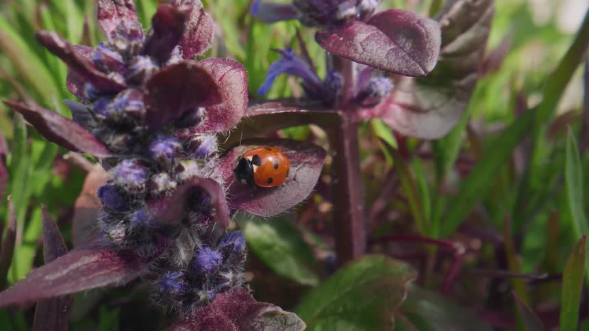 A close-up macro shot of a single ladybug resting on a purple leaf of a wildflower in a green field
