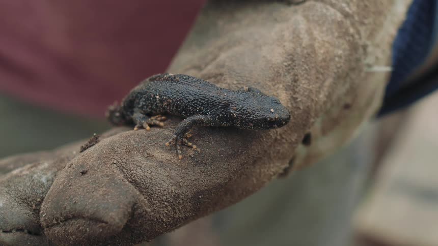 A person wearing a weathered work glove gently holds a small, black great crested newt