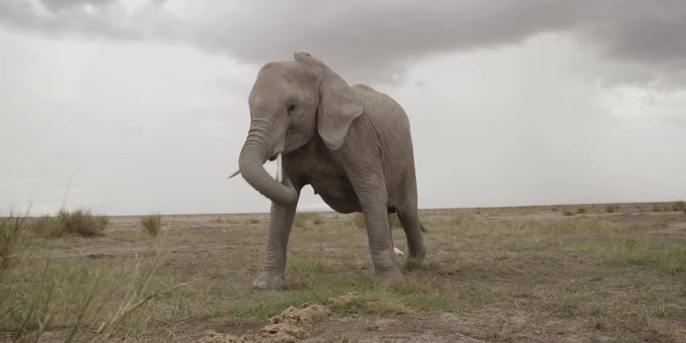 An elephant walks and eats grass