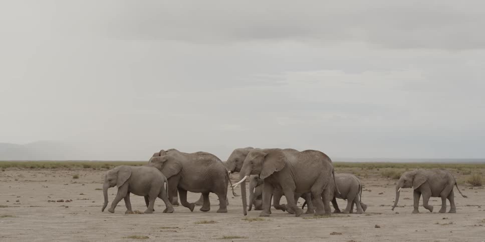 Elephants walking across a field
