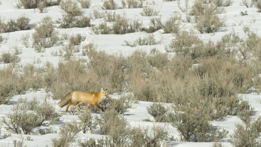 A beautiful red fox gracefully trots through a snowy sagebrush-covered field in slow motion