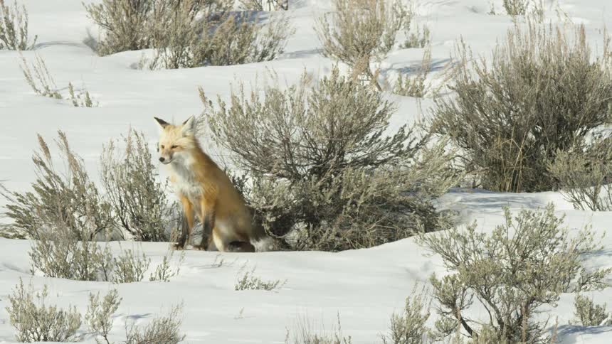 A clever red fox emerges from behind a sagebrush bush and sits alertly in the bright white snow