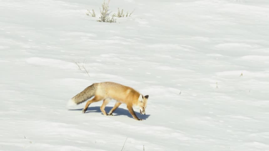 A majestic red fox stalks through a snowy landscape in a slow motion side profile shot