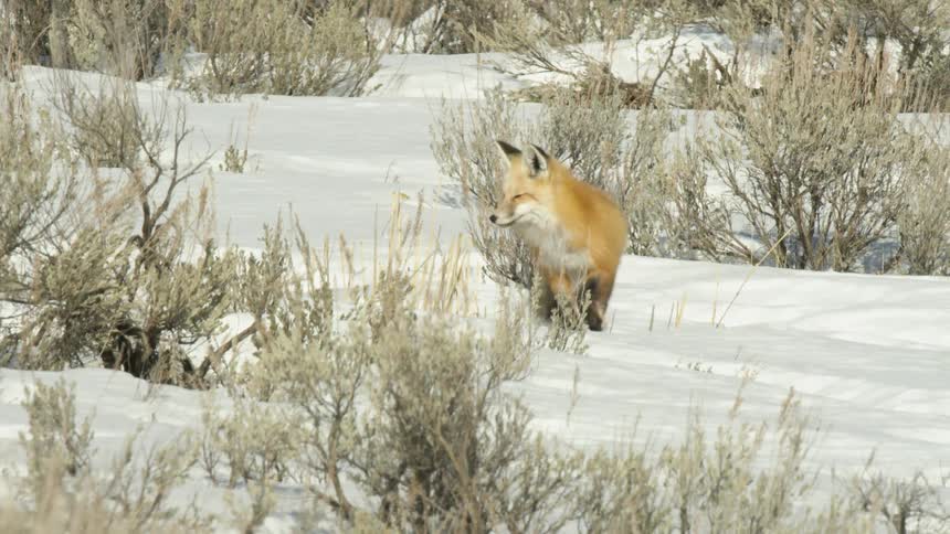 A stunning red fox carefully steps out from behind sagebrush and stands alert in a snowy winter landscape